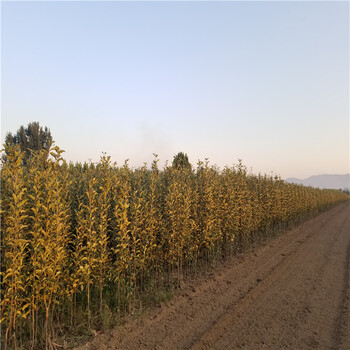 煙富六號蘋果苗、煙富六號蘋果苗基地及報價