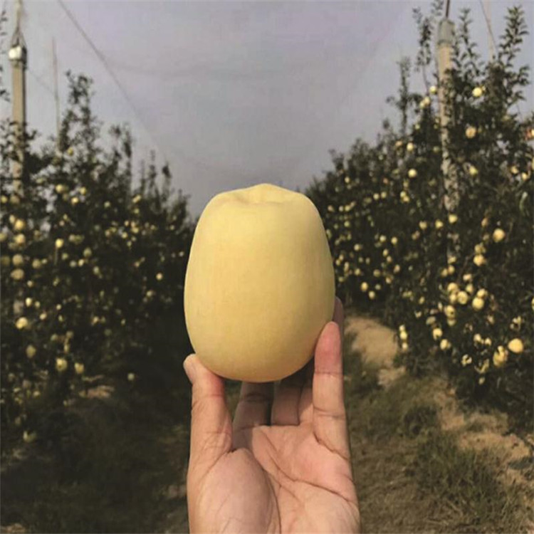 批發美國紅蛇果苗、批發美國紅蛇果苗價格