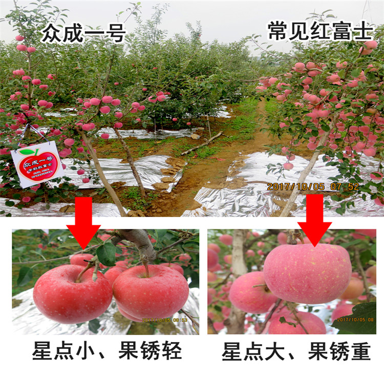 批發(fā)紅將軍蘋果樹苗、批發(fā)紅將軍蘋果樹苗價(jià)格及報(bào)價(jià)