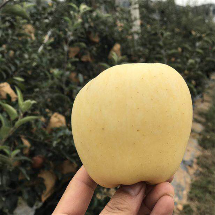 煙富十號蘋果苗出售、煙富十號蘋果苗基地
