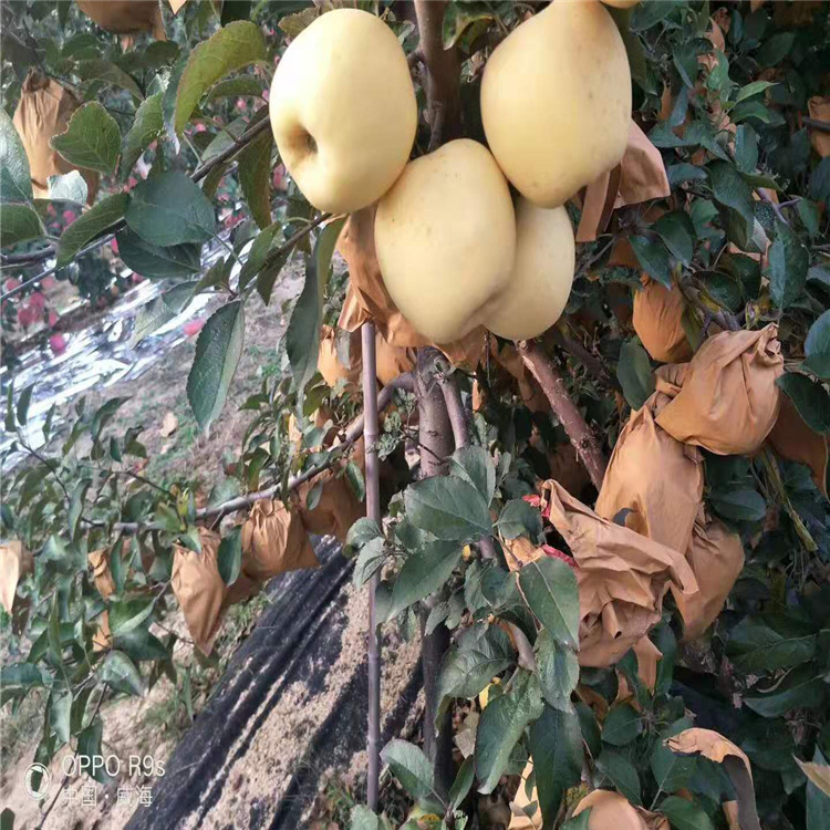 出售华硕苹果苗、华硕苹果苗基地