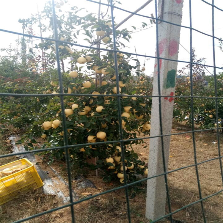 蜜脆苹果树苗、蜜脆苹果树苗价格