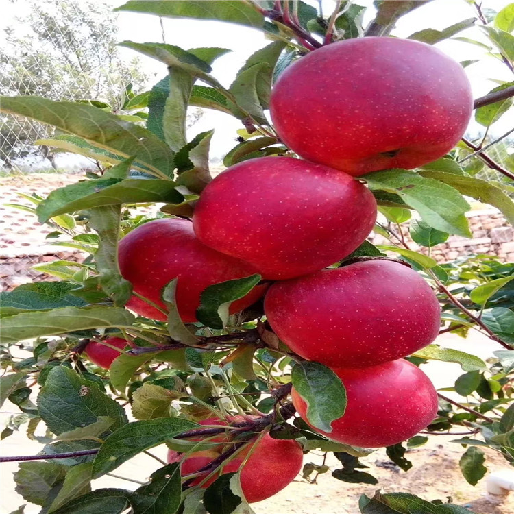 紅元帥蘋(píng)果樹(shù)苗、紅元帥蘋(píng)果樹(shù)苗出售