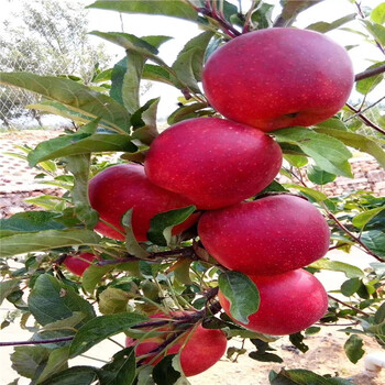 紅蛇果蘋果樹苗、紅蛇果蘋果樹苗價格及基地