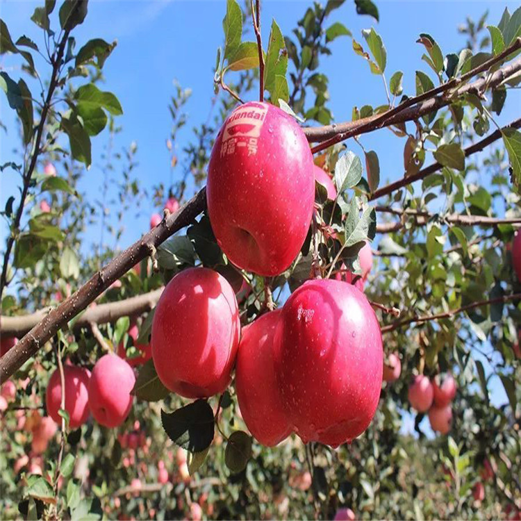 山東美國蛇果苗、美國蛇果苗價格