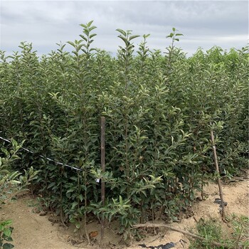 眾成1號蘋果樹苗報價、眾成1號蘋果樹苗價格及基地