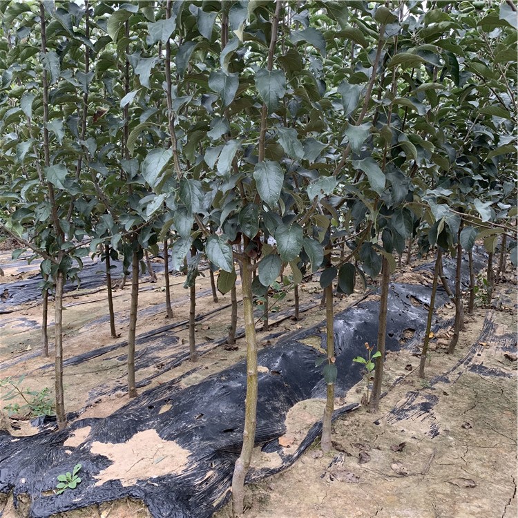 批發(fā)元帥蘋果苗、批發(fā)元帥蘋果苗價(jià)格及基地