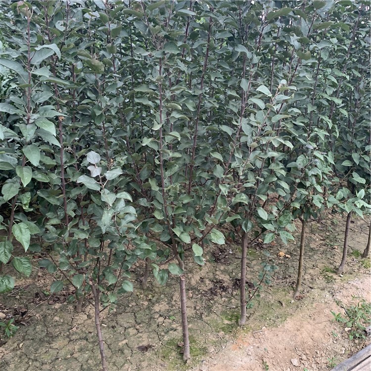 123蘋果樹苗、123蘋果樹苗新品種