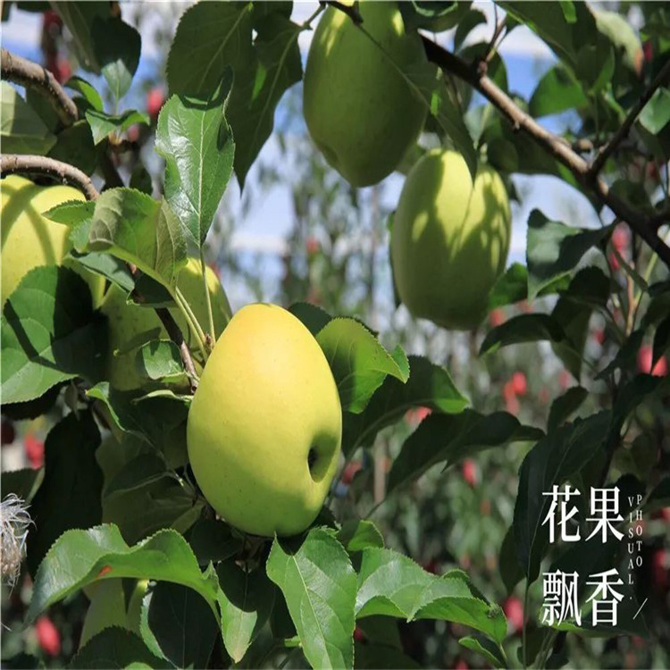 望香紅蘋果苗價格、望香紅蘋果苗基地