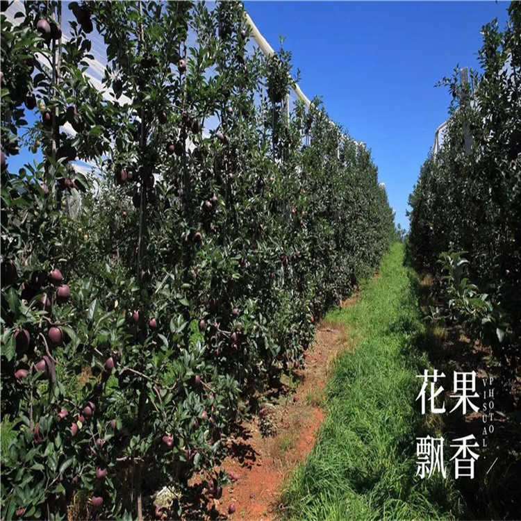 紅元帥蘋果苗、紅元帥蘋果苗批發(fā)價格