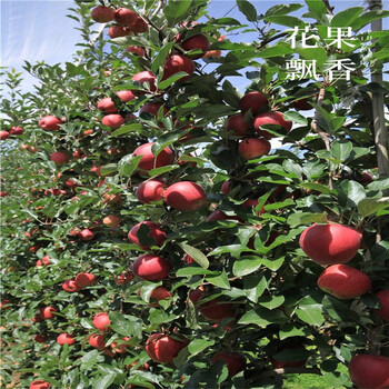 新2001蘋果樹苗批發(fā)、新2001蘋果樹苗基地