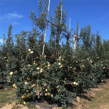 山东红露苹果苗、红露苹果苗基地