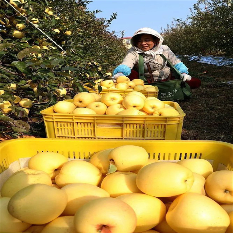 红蛇果苹果苗出售、红蛇果苹果苗基地