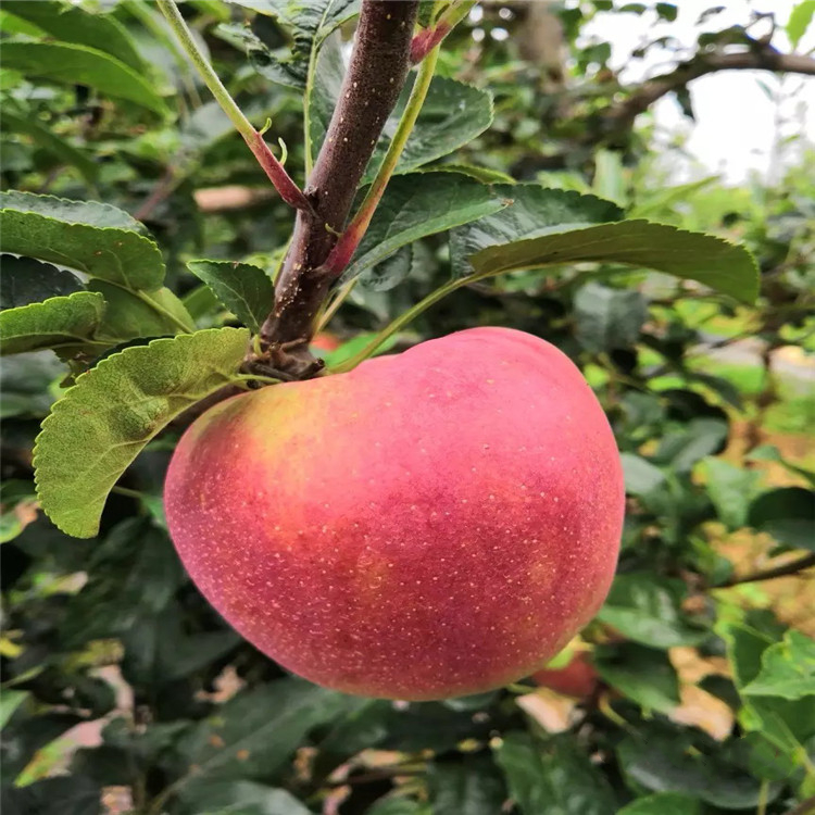 紅露蘋果苗、紅露蘋果苗價(jià)格及報(bào)價(jià)