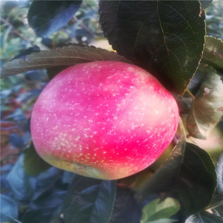 煙富0號(hào)蘋果樹苗、煙富0號(hào)蘋果樹苗基地及價(jià)格