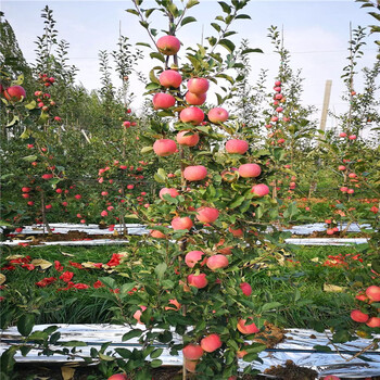 山东世界一号苹果苗价格、山东世界一号苹果苗基地
