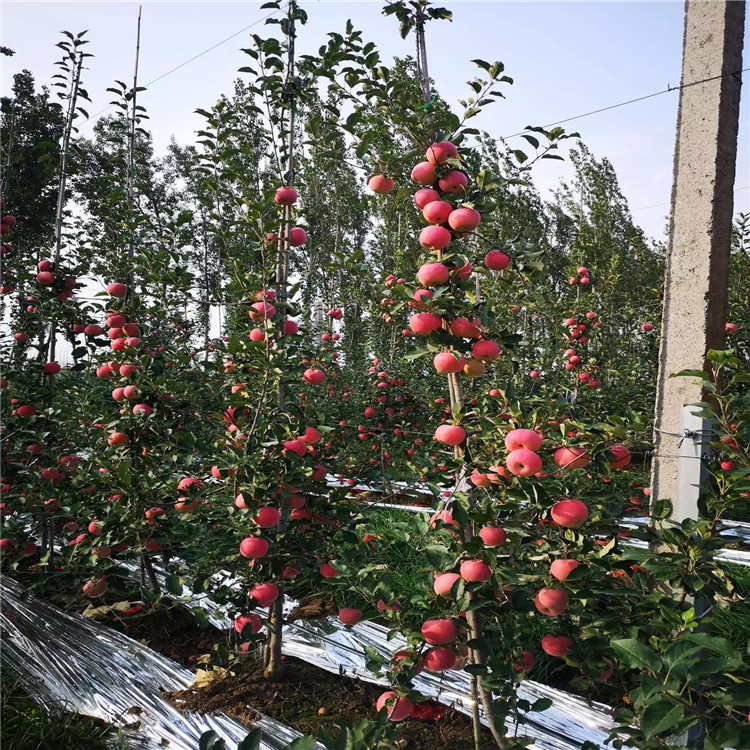 煙富0號(hào)蘋果樹苗、煙富0號(hào)蘋果樹苗基地及價(jià)格