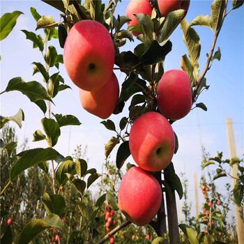 煙富8號蘋果樹苗、煙富8號蘋果樹苗價格