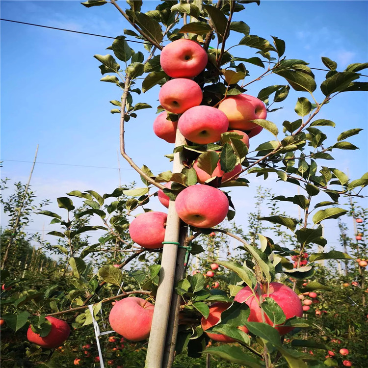 出售花牛蘋(píng)果苗、出售花牛蘋(píng)果苗價(jià)格及基地