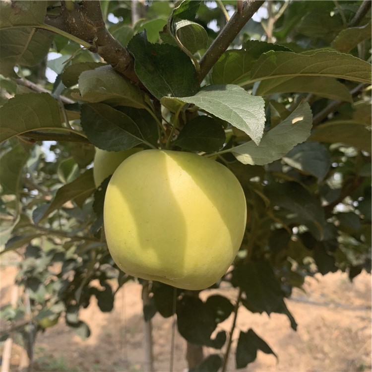 批發(fā)瑞士紅肉蘋果樹苗、批發(fā)瑞士紅肉蘋果樹苗價(jià)格及報(bào)價(jià)