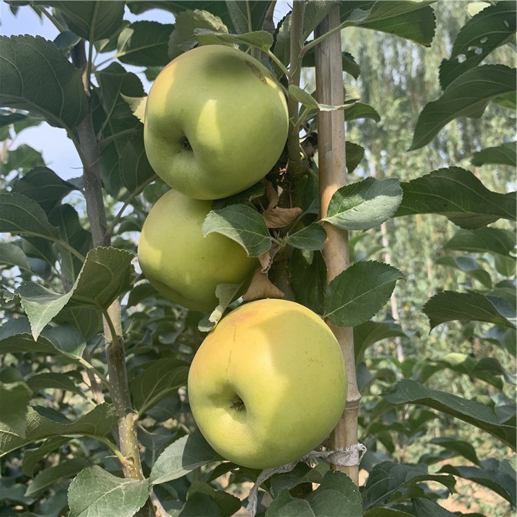 红蜜脆苹果树苗、红蜜脆苹果树苗出售