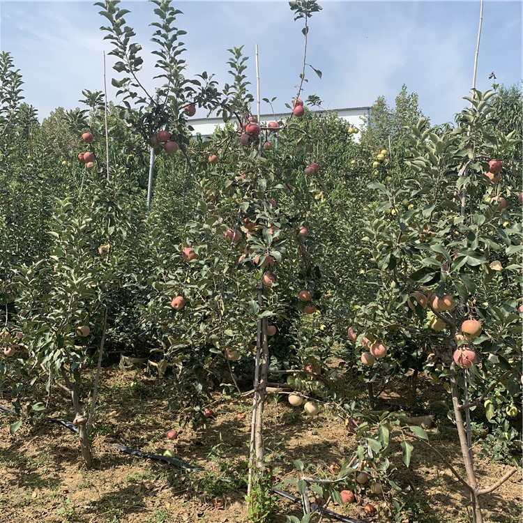 众成一号苹果苗出售、众成一号苹果苗基地