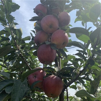 寒富蘋果苗價(jià)格、寒富蘋果苗基地