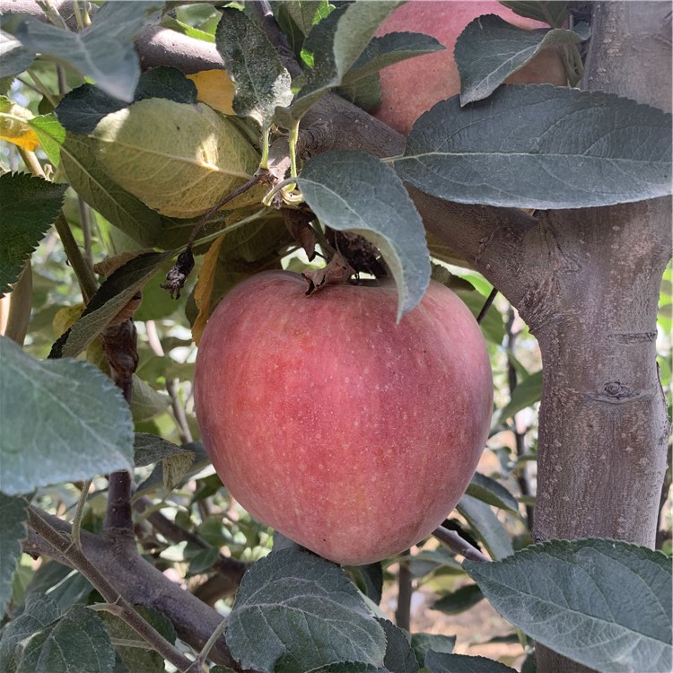 長(zhǎng)富2號(hào)蘋果樹苗、長(zhǎng)富2號(hào)蘋果樹苗基地及報(bào)價(jià)
