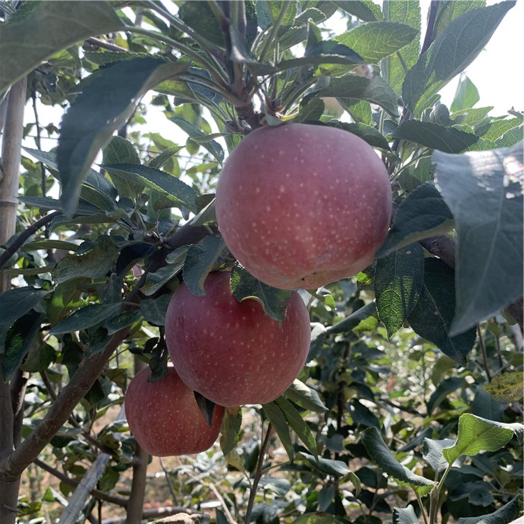 眾成3號蘋果樹苗批發(fā)、眾成3號蘋果樹苗基地