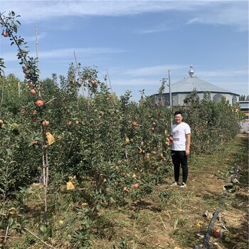 長枝紅富士蘋果苗、長枝紅富士蘋果苗基地及報(bào)價(jià)
