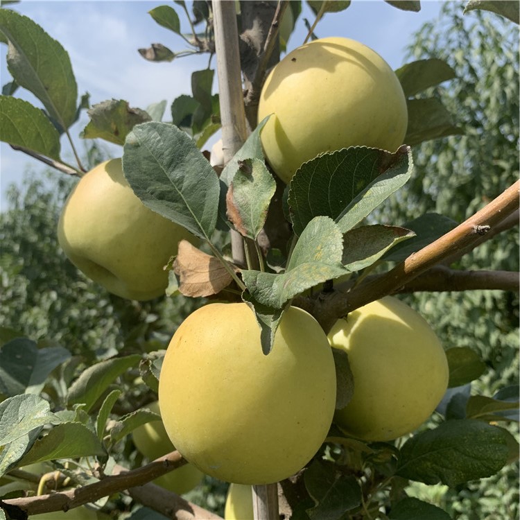 紅蜜脆蘋果苗、紅蜜脆蘋果苗基地及價格