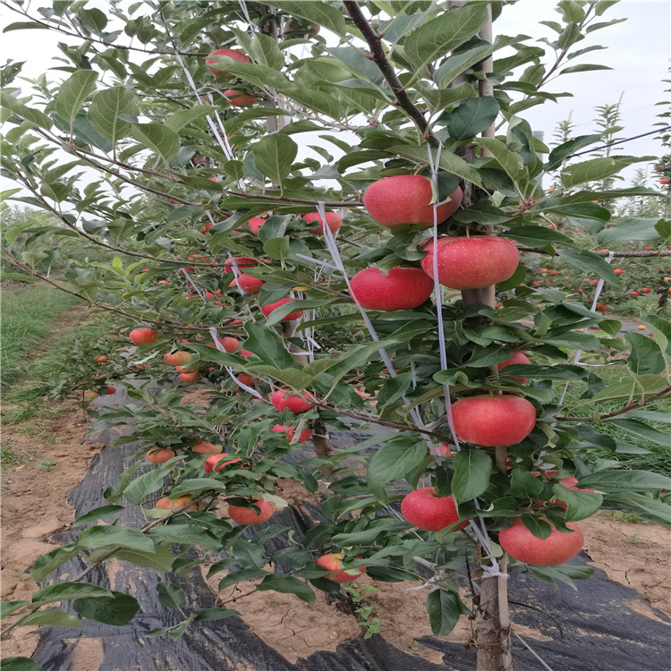 双矮苹果苗出售、双矮苹果苗基地