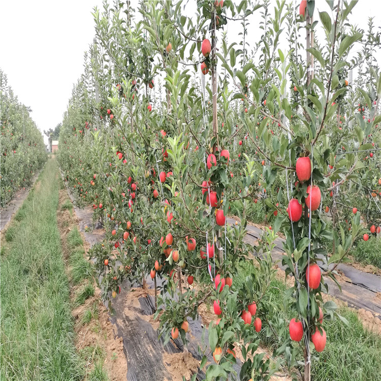 红心苹果苗出售、红心苹果苗基地