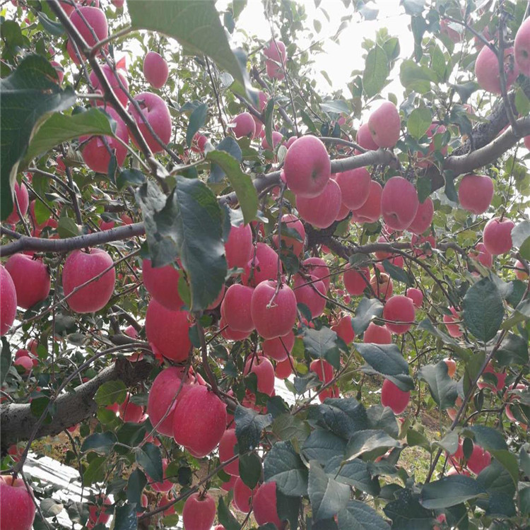 紅富士蘋(píng)果苗、紅富士蘋(píng)果苗新品種