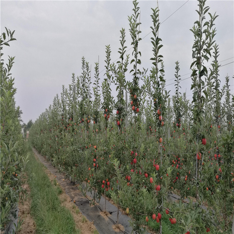 紅色之戀蘋果樹苗報價、紅色之戀蘋果樹苗價格及基地