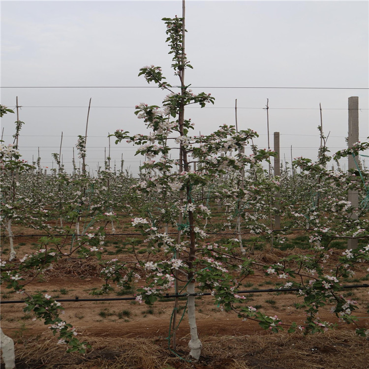 1公分苹果苗、1公分苹果苗出售基地