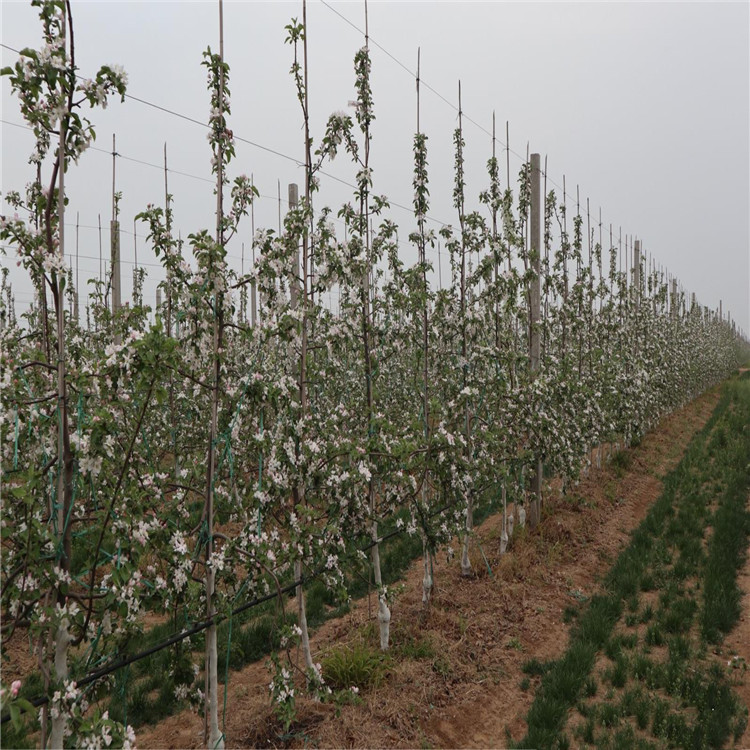 出售花牛苹果树苗、花牛苹果树苗价格