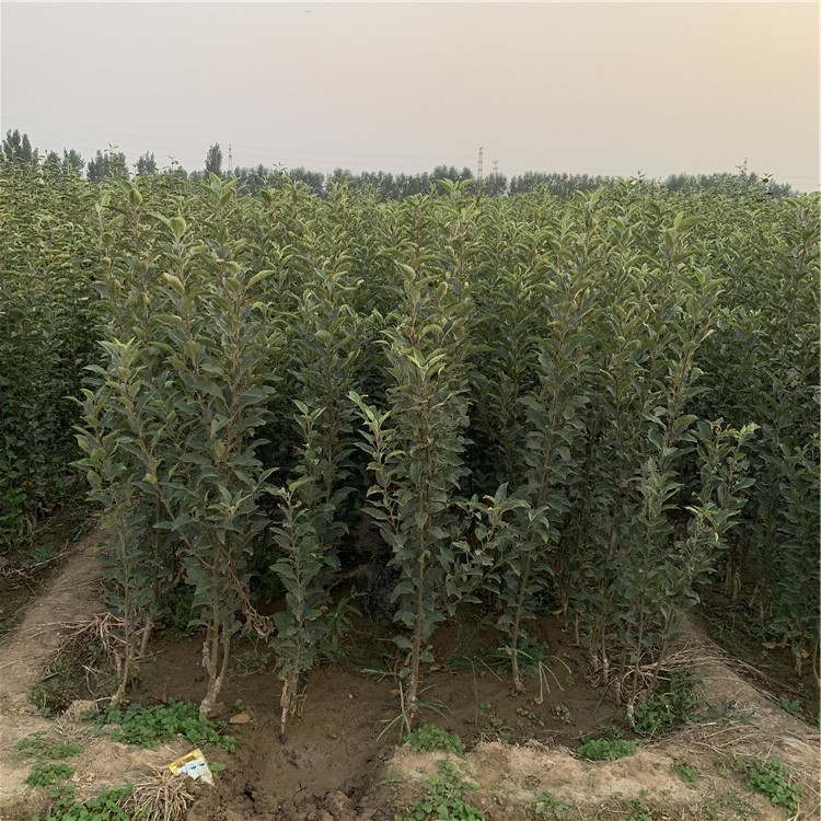 出售黑鉆蘋果樹苗、黑鉆蘋果樹苗價(jià)格及基地