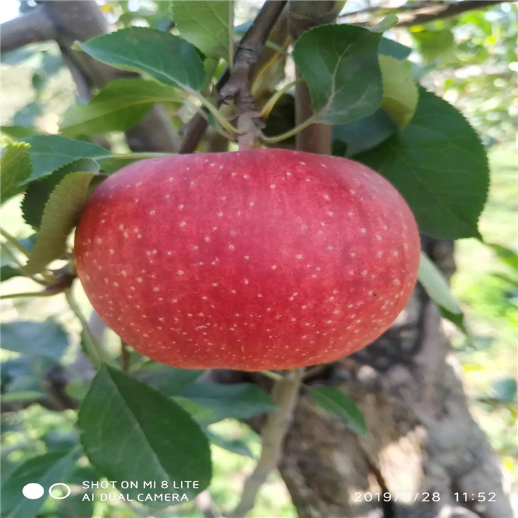短枝紅富士蘋果樹苗批發(fā)、短枝紅富士蘋果樹苗價格及報價