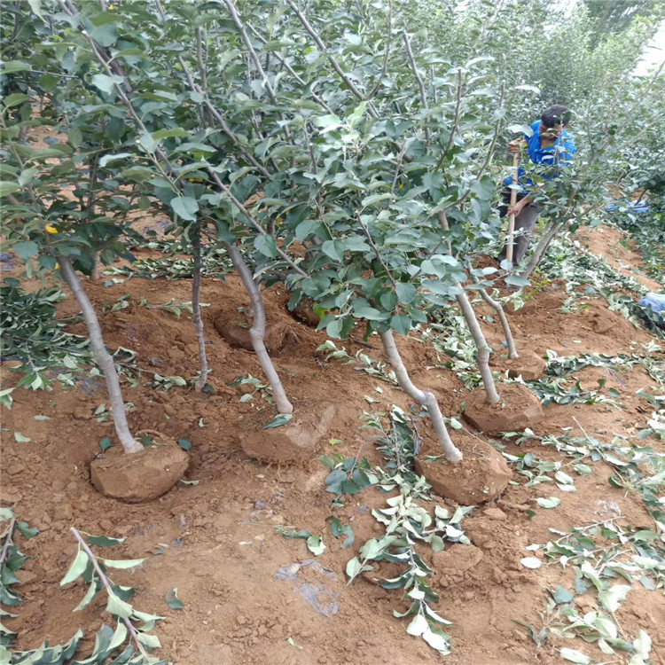 出售烟富十号苹果苗、出售烟富十号苹果苗基地