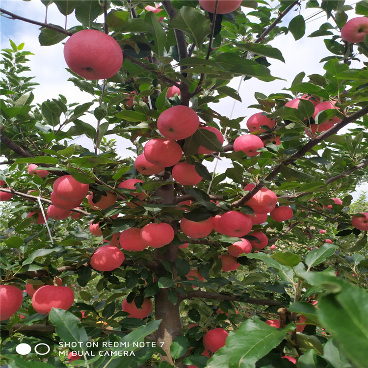 出售花牛苹果树苗、花牛苹果树苗价格