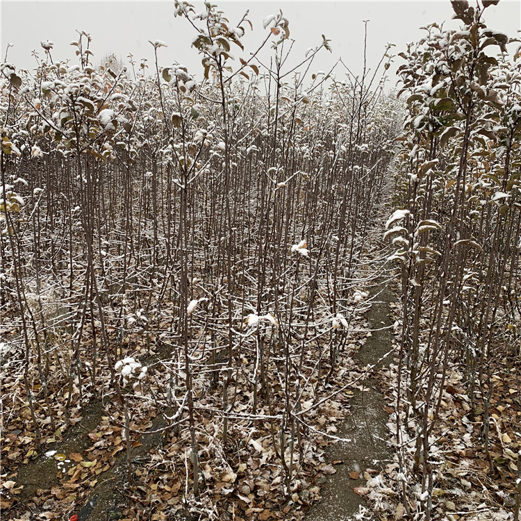 美國八號(hào)蘋果樹苗出售、美國八號(hào)蘋果樹苗價(jià)格及報(bào)價(jià)