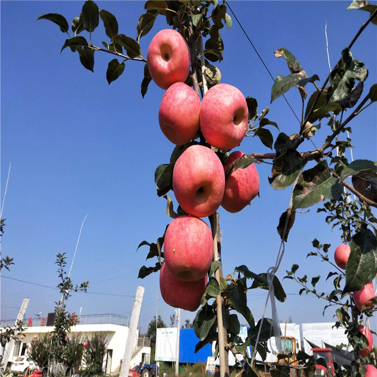矮化蘋(píng)果樹(shù)苗、矮化蘋(píng)果樹(shù)苗批發(fā)基地