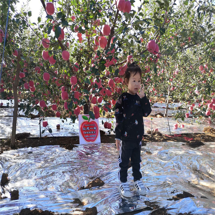 花牛苹果苗、花牛苹果苗基地