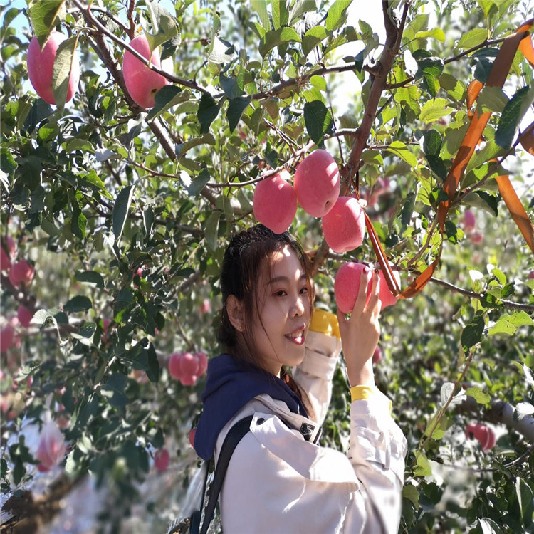 黄元帅苹果树苗价格、黄元帅苹果树苗基地