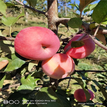 小国光苹果苗、小国光苹果苗价格