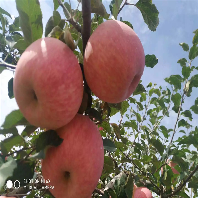 小國光蘋果樹苗