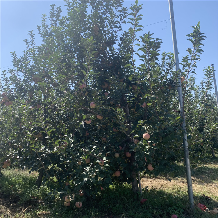 蜜脆苹果树苗、蜜脆苹果树苗价格