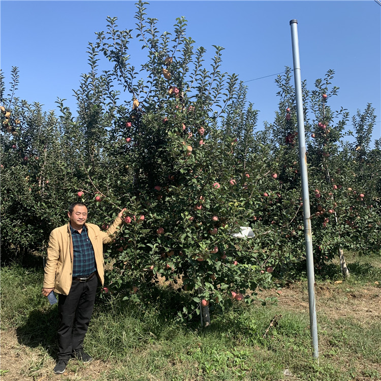 出售维纳斯黄金苹果苗、出售维纳斯黄金苹果苗价格及基地