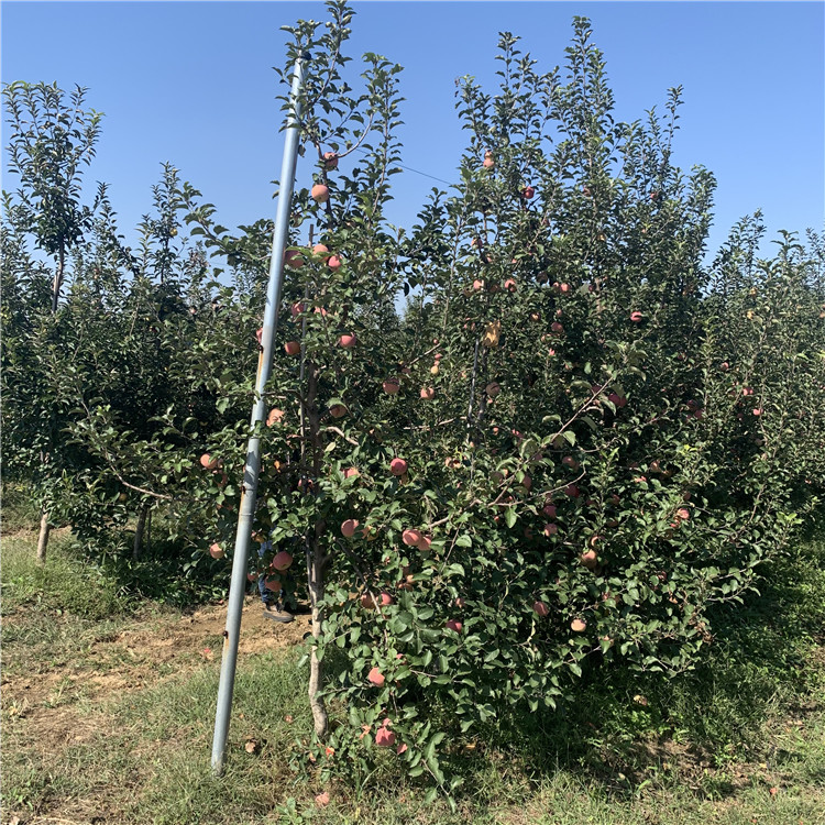 早紅嘎啦蘋果苗批發(fā)、早紅嘎啦蘋果苗價格及基地